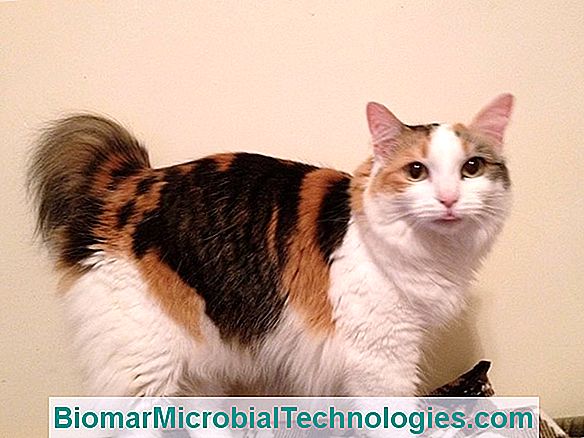 The American Bobtail Kucing Dengan Tampilan Kucing Bangga Dan Liar Situs Dari Berkebun Praktis 2021 The American Bobtail Kucing Dengan Tampilan Kucing Bangga Dan Liar Situs Dari Berkebun Praktis 2021